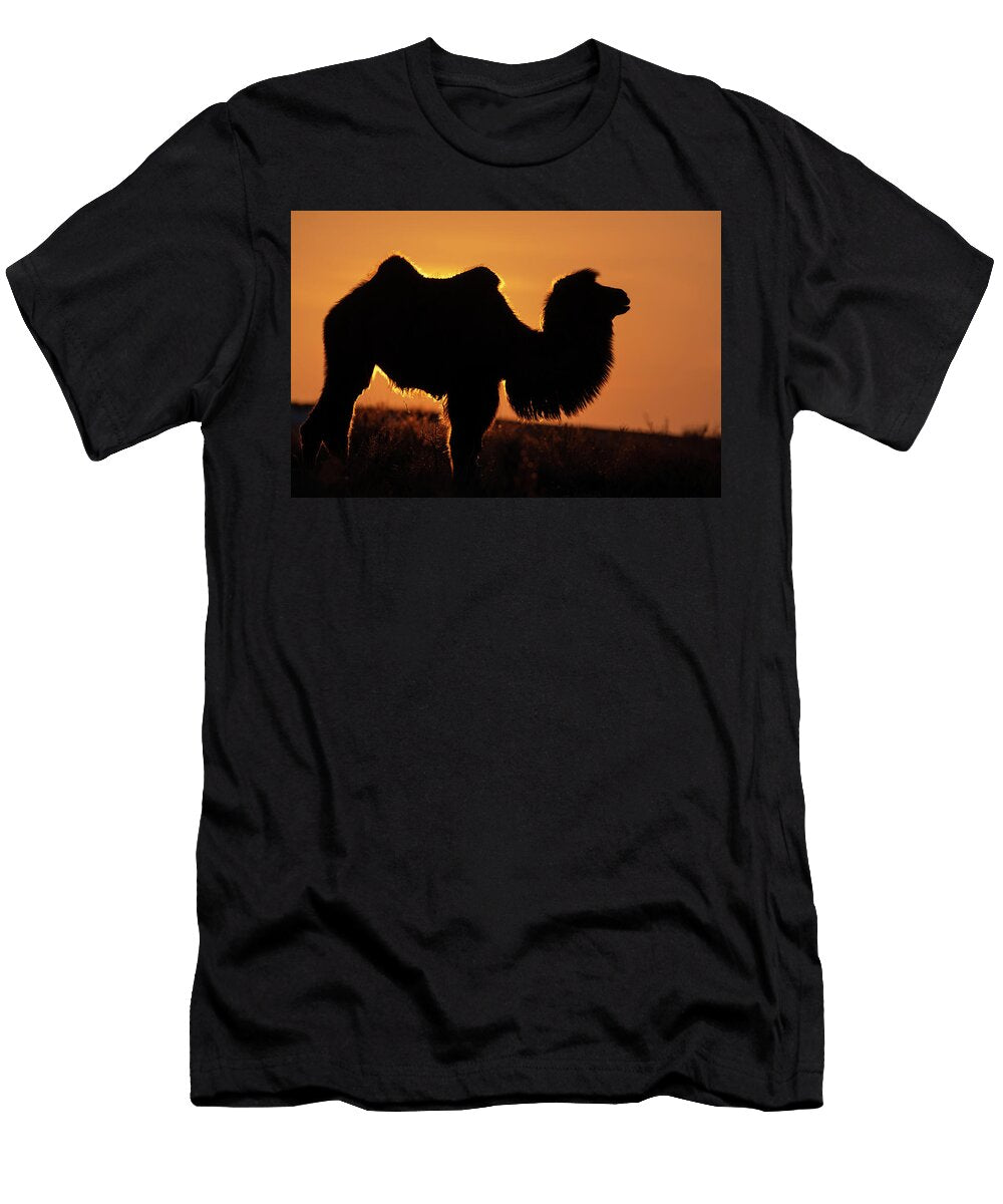 1 Bactrian Camel Male Silhouetted At Sunset Living in the Staffan Widstrand Wild Wonders of China Natureplcom T-Shirt