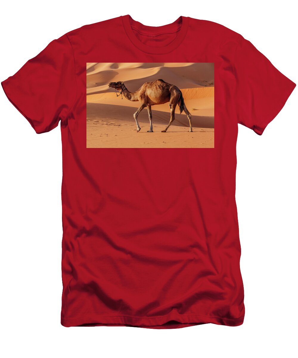 3 Arabian Dromedary Camel Domesticated Erg Chebbi Dunes Claudio Contreras Natureplcom T-Shirt