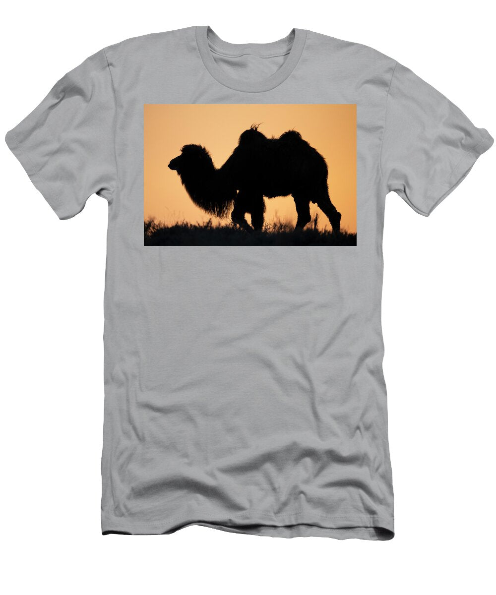 Bactrian Camel Male Silhouetted At Sunset Living in the Staffan Widstrand Wild Wonders of China Natureplcom T-Shirt