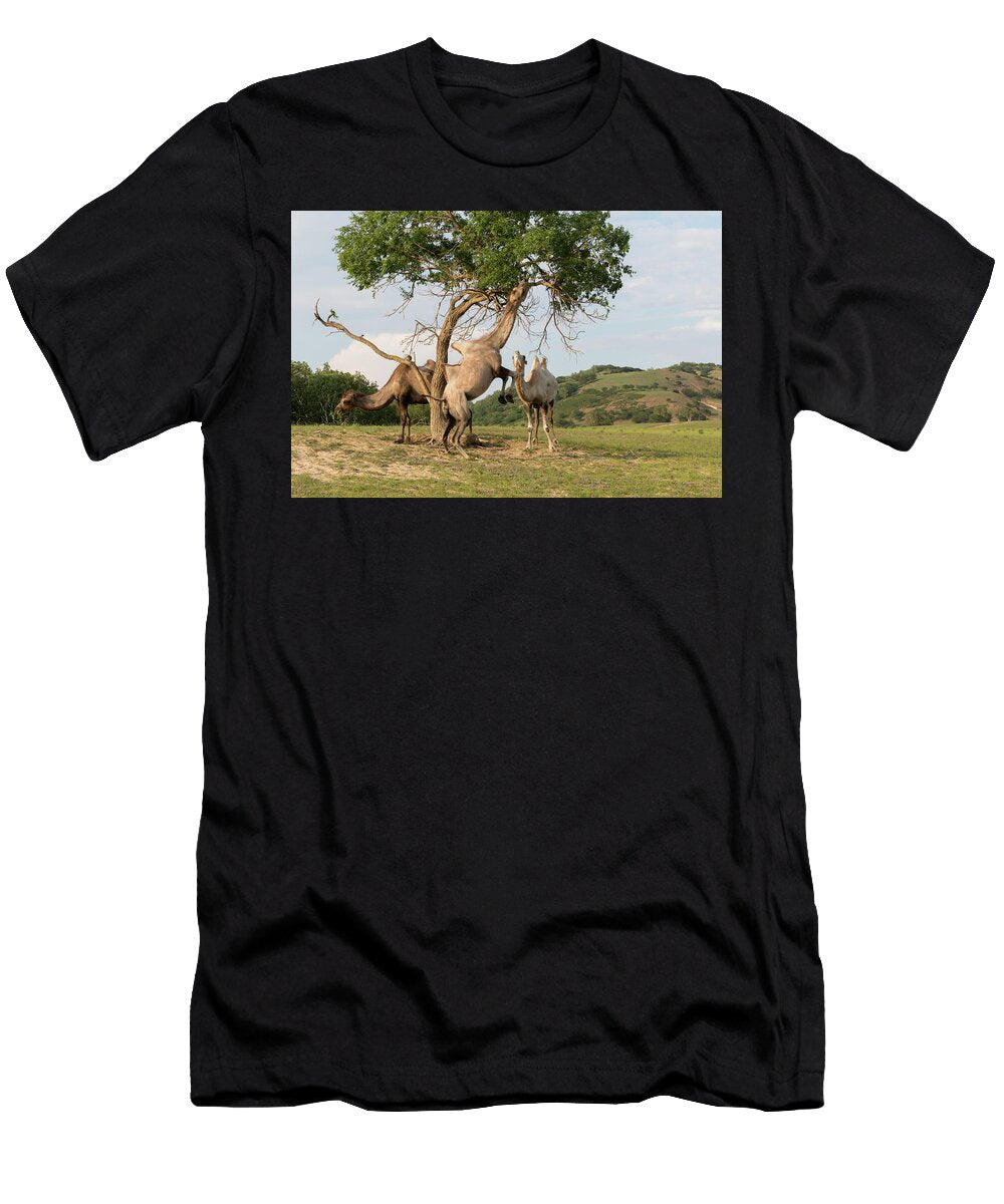 Bactrian Camel Three Beneath Tree One Standing on Hind Sylvain Cordier Natureplcom T-Shirt