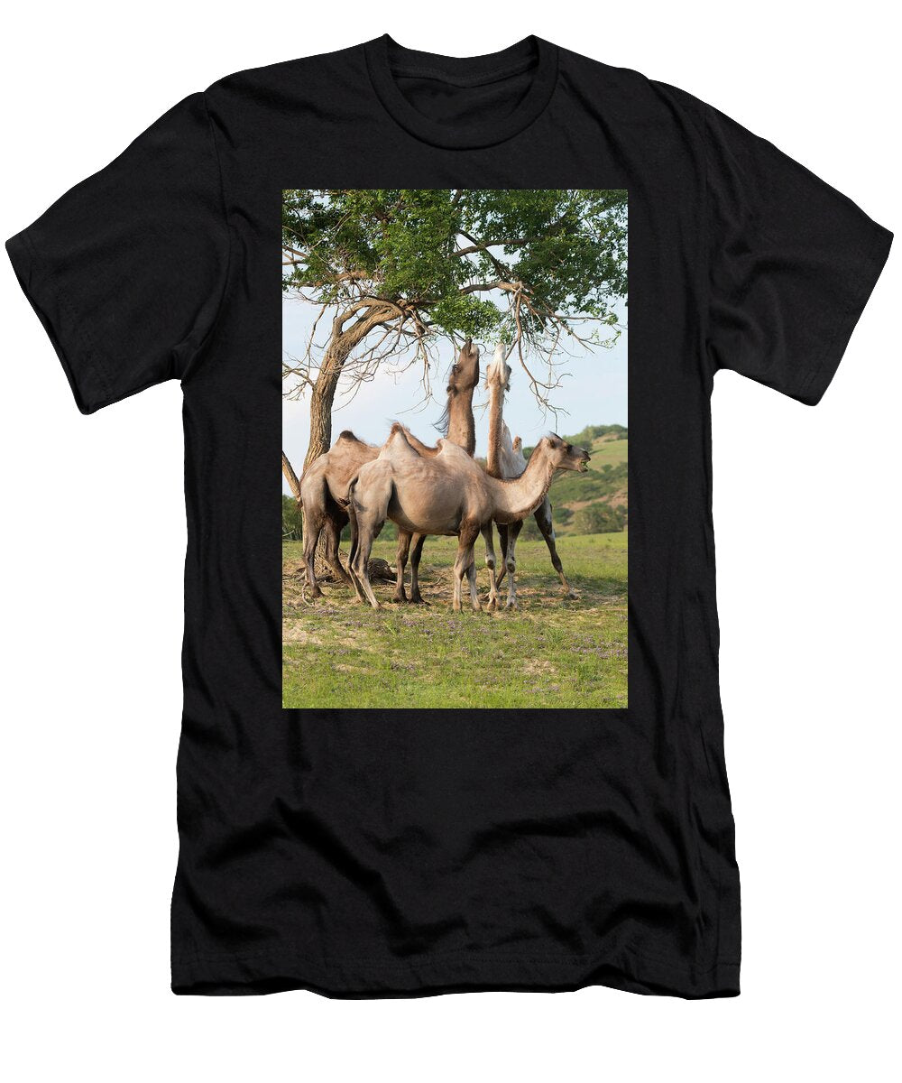 Bactrian Camel Three Eating Leaves From Tree Bashang Sylvain Cordier Natureplcom T-Shirt